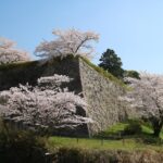 桜満開の篠山城跡